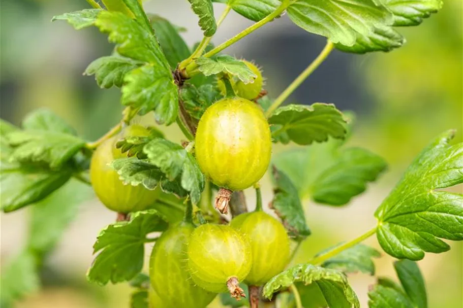 Stachelbeere 'Hinnonmäki'