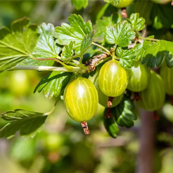 Stachelbeere 'Hinnonmäki'