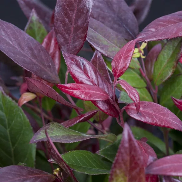 Traubenheide 'Little Flames'