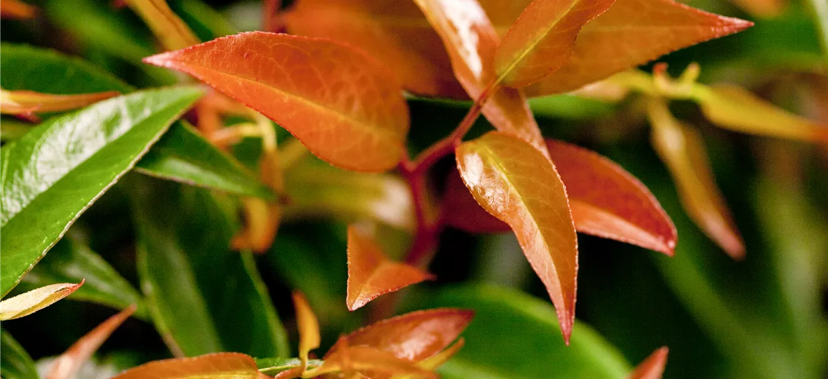 Traubenmyrthe 'Royal Ruby' Topfgröße 2,3 Liter