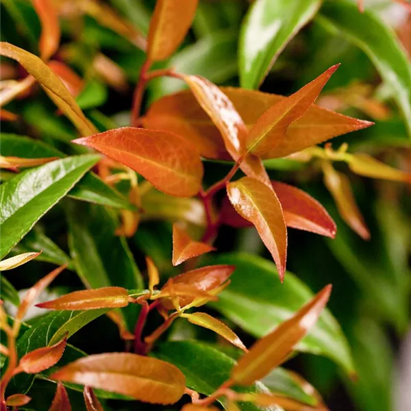 Traubenmyrthe 'Royal Ruby'