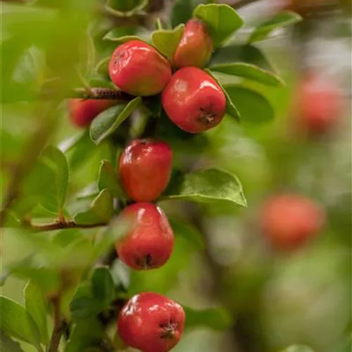 Teppichmispel 'Coral Beauty'