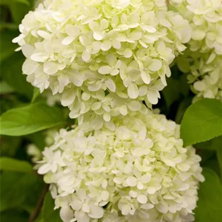 Rispenhortensie 'Limelight'(s)