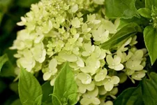 Rispenhortensie 'Little Lime'® Topfgröße 6 Liter