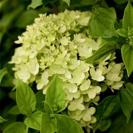 Rispenhortensie 'Little Lime'®