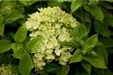 Rispenhortensie 'Little Lime'® Topfgröße 6 Liter