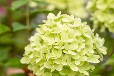 Rispenhortensie 'Little Lime'® Topfgröße 6 Liter