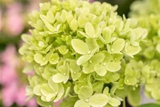 Rispenhortensie 'Little Lime'® Topfgröße 6 Liter