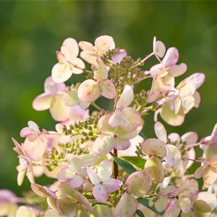 Rispenhortensie 'Petite Star'(s)