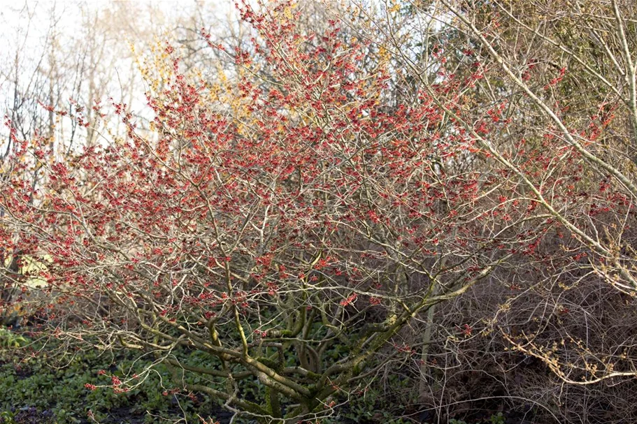 Zaubernuss 'Feuerzauber' Topfgröße 6 Liter / Höhe 50-60cm