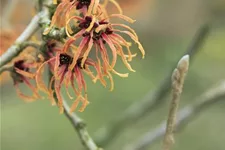 Zaubernuss 'Orange Beauty' Topfgröße 6 Liter / Höhe 50-60cm