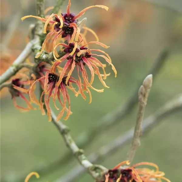 Zaubernuss 'Orange Beauty'