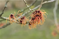 Zaubernuss 'Jelena' Topfgröße 6 Liter / Höhe 50-60cm