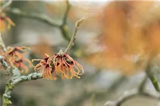 Zaubernuss 'Jelena' Topfgröße 6 Liter / Höhe 50-60cm