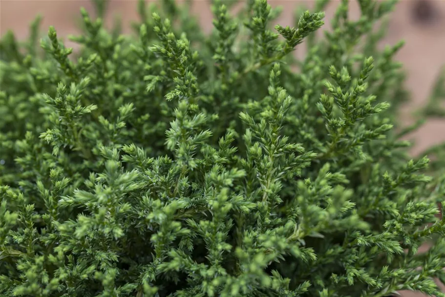 Zwerg-Mooszypresse 'Plumosa Compressa' Topfgröße 2,3 Liter