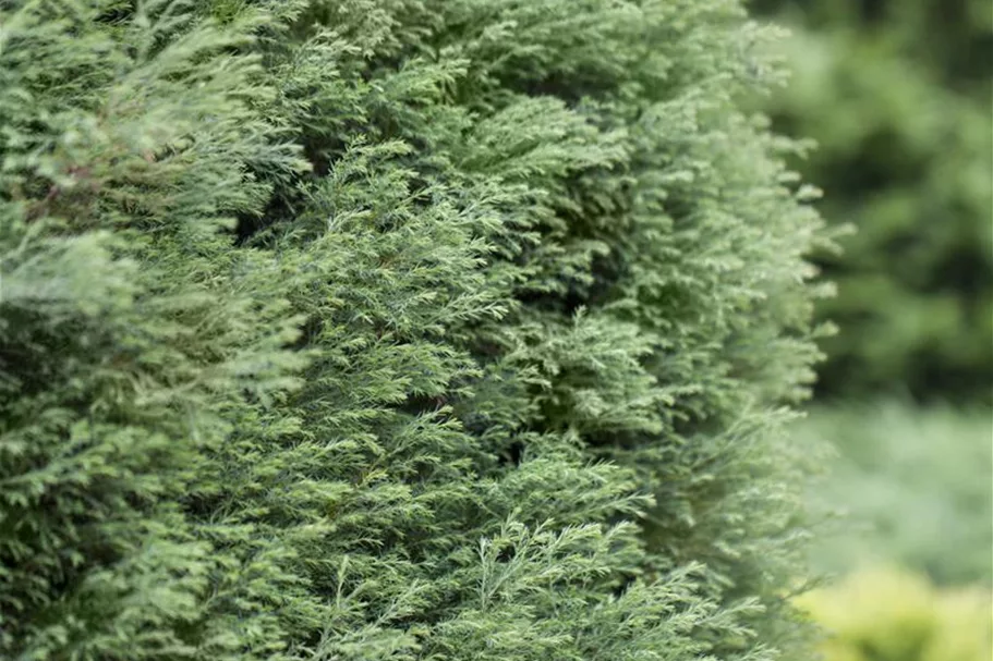 Zwerg-Mooszypresse 'Plumosa Compressa' Topfgröße 2,3 Liter