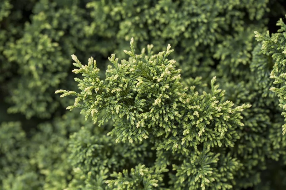 Zwerg-Mooszypresse 'Plumosa Compressa' Topfgröße 2,3 Liter