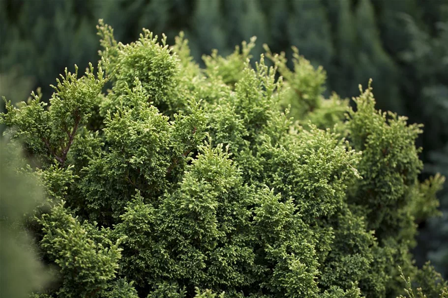 Zwerg-Mooszypresse 'Plumosa Compressa' Topfgröße 2,3 Liter