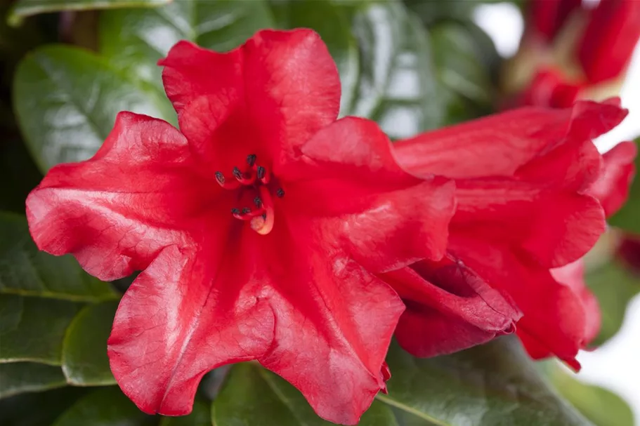 Zwergrhododendron 'Scarlet Wonder' Topfgröße 2,3 Liter