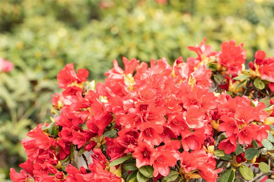 Zwergrhododendron 'Baden-Baden' Topfgröße 2,3 Liter