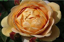 Strauchrose 'Golden Celebration'® 5 Liter Topf