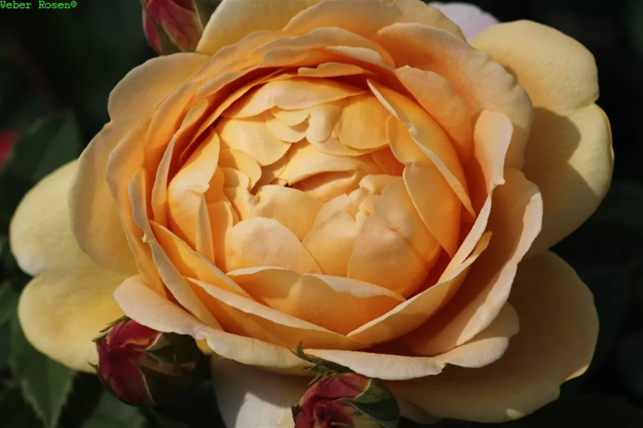 Strauchrose 'Golden Celebration'® 5 Liter Topf