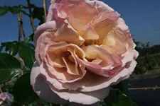 Strauchrose 'Herkules'® 5 Liter Topf