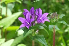 Heimische Knäuel-Glockenblume Wildstaude 12 cm Topf