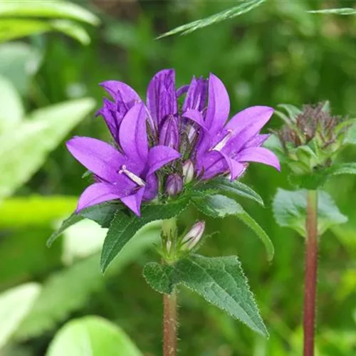 Heimische Knäuel-Glockenblume