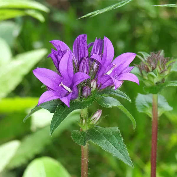 Heimische Knäuel-Glockenblume