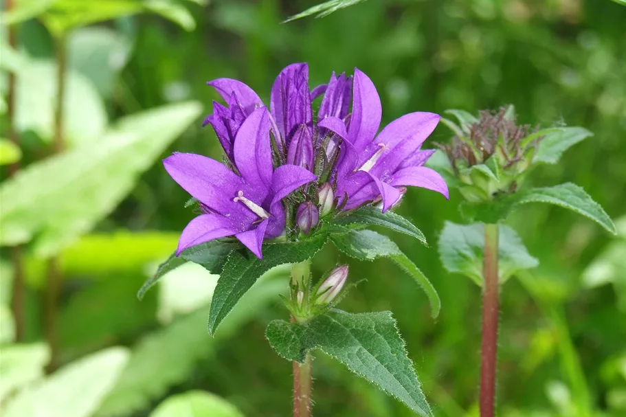 Heimische Knäuel-Glockenblume Wildstaude 12 cm Topf