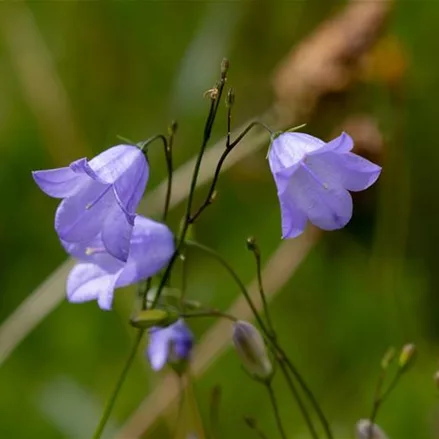 Heimische pfirsichblättrige Glockenblume