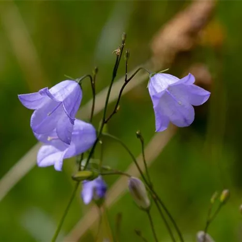 Heimische pfirsichblättrige Glockenblume