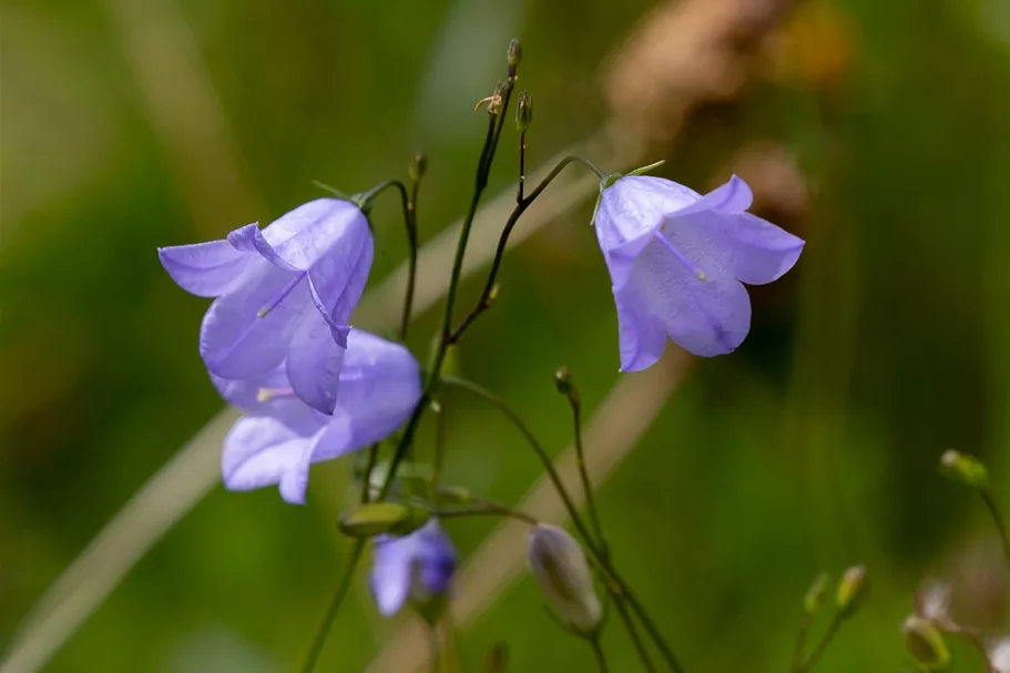 Heimische pfirsichblättrige Glockenblume Wildstaude 12 cm Topf