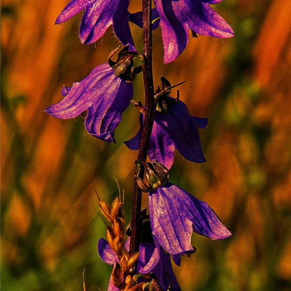 Heimische Acker-Glockenblume