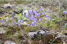 Heimische Rundblättrige Glockenblume 9 x 9 cm Wildstaude