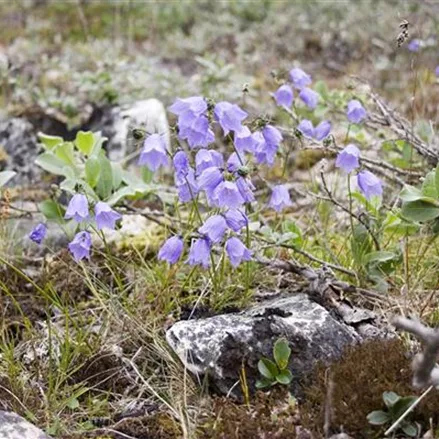 Heimische Rundblättrige Glockenblume