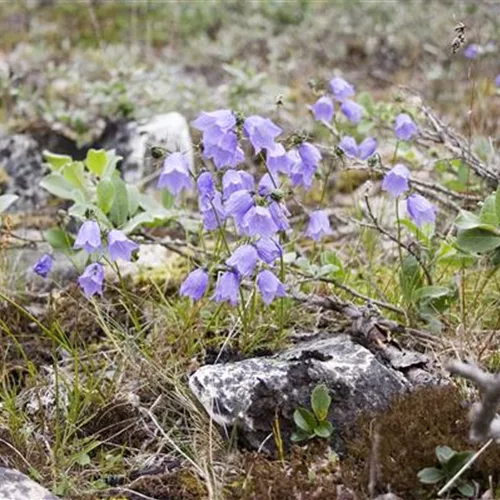 Heimische Rundblättrige Glockenblume