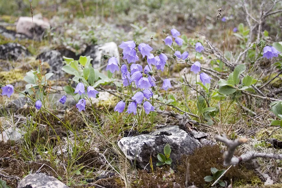 Heimische Rundblättrige Glockenblume 9 x 9 cm Wildstaude