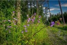 Heimische Nesselblättrige Glockenblume Wildstaude 12 cm Topf