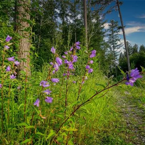 Heimische Nesselblättrige Glockenblume