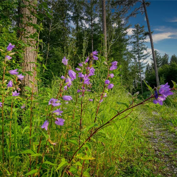 Heimische Nesselblättrige Glockenblume