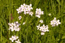 Heimisches Wiesenschaumkraut 9x9 cm Wildstaude