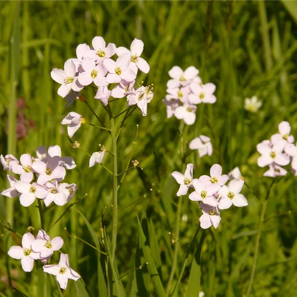 Heimisches Wiesenschaumkraut