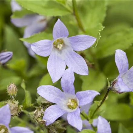 Hohe Dolden-Glockenblume