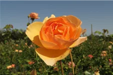 Essbare Rose 'Mystic'™ 4 Liter Topf