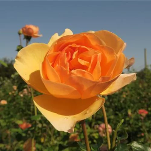 Essbare Rose 'Mystic'™