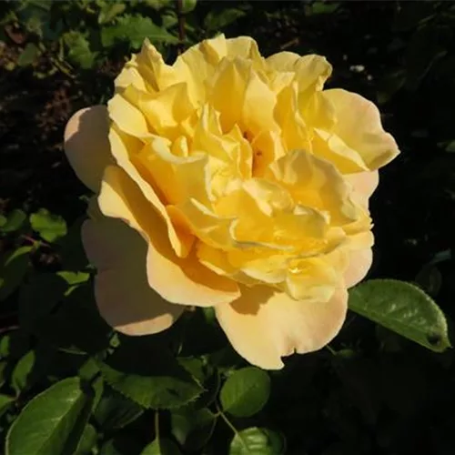 Essbare Rose 'Nadia Zerouali '™