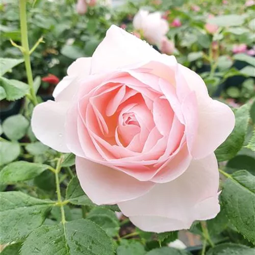 Essbare Rose 'Pear'™