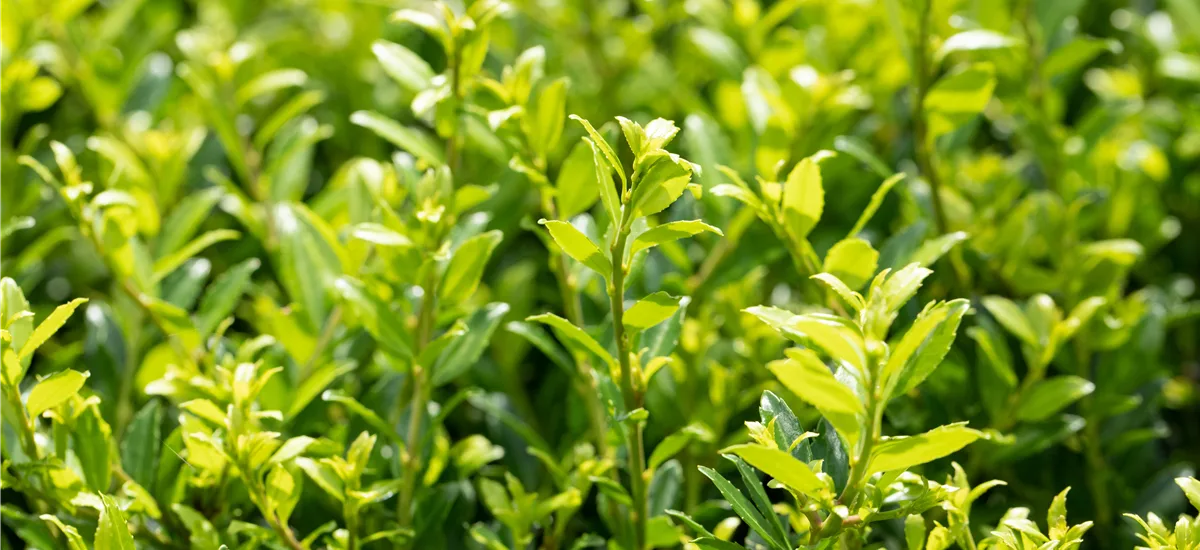 Berg-Ilex 'Twiggy' Topfgröße 2,3 Liter